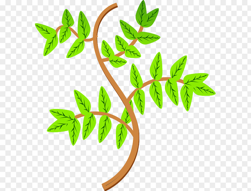 植物 Clip Art PNG