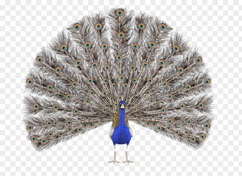 Peacock Peafowl Feather Stock Photography Image PNG