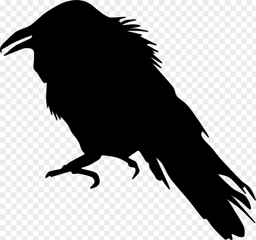 American Crow Common Raven Fauna Clip Art PNG