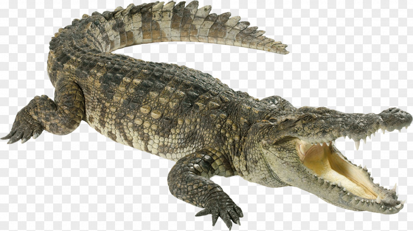 Crocodile Crocodiles Chinese Alligator PNG