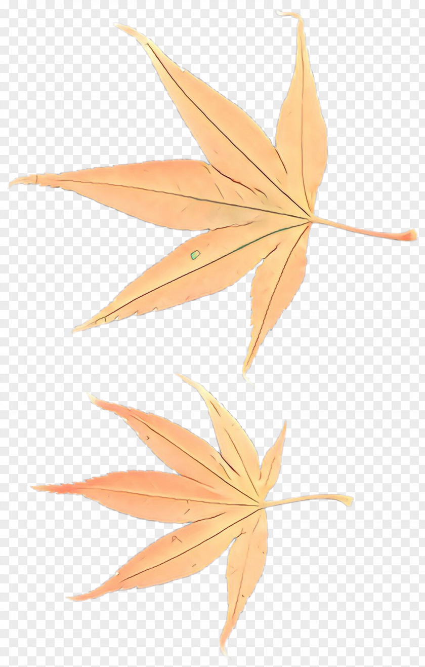 Flower Plane Maple Leaf PNG