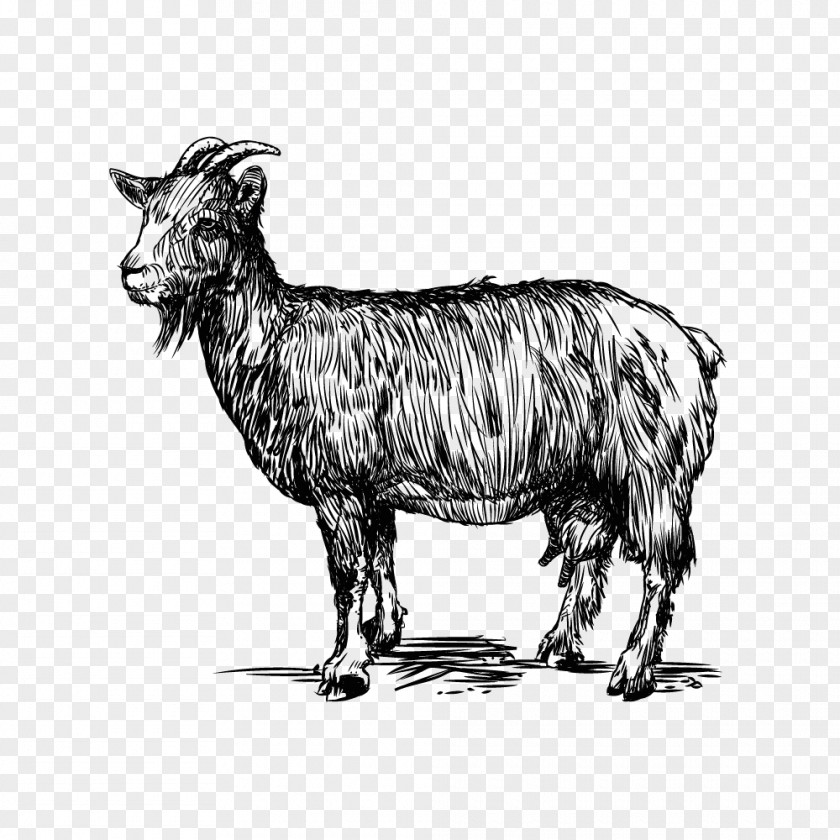 Goat Vector Sheep Cattle Zeus Caprinae PNG