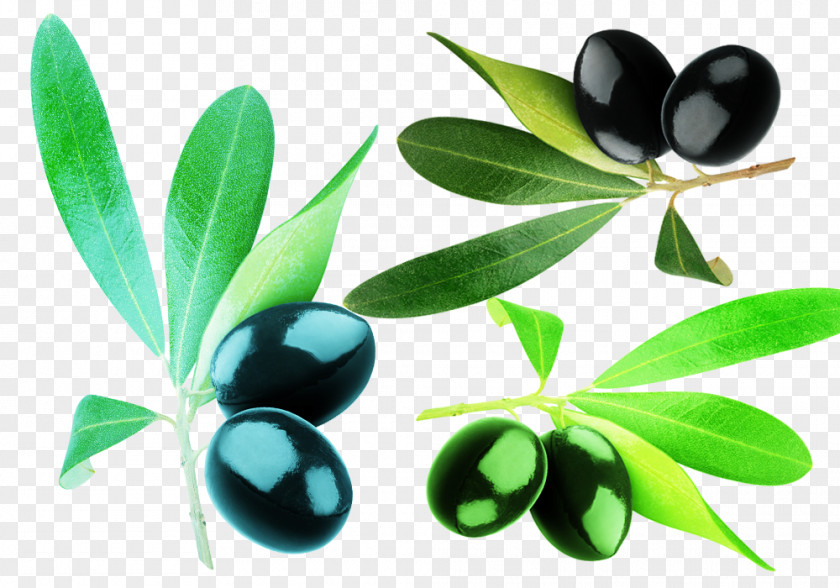Olive Loquat Fruit Oil PNG