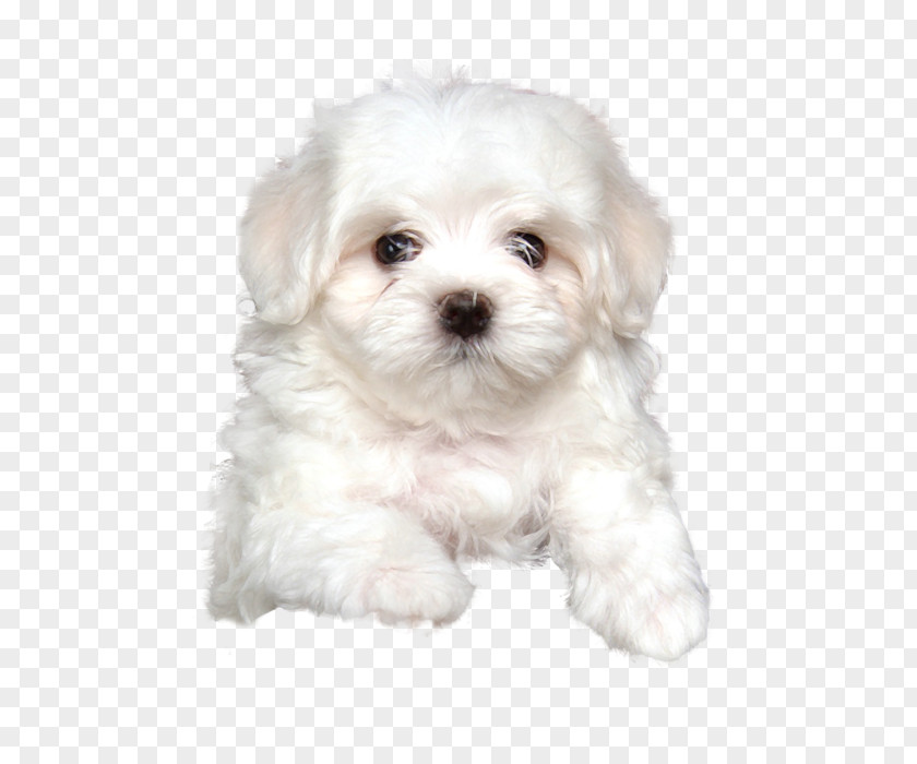 Puppy Maltese Dog Havanese Bolognese Little Lion Coton De Tulear PNG