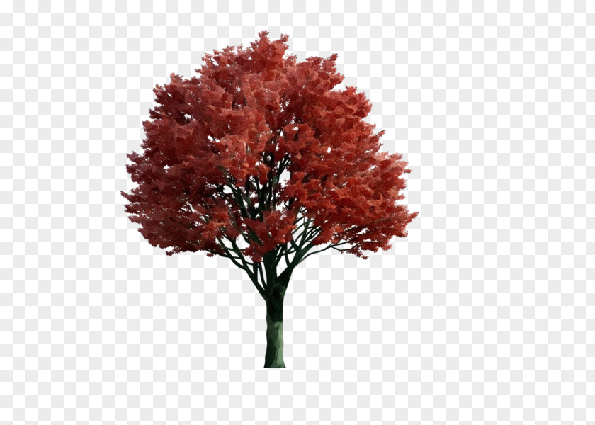 Soapberry Family Autumn Tree Plant Red Woody Leaf PNG