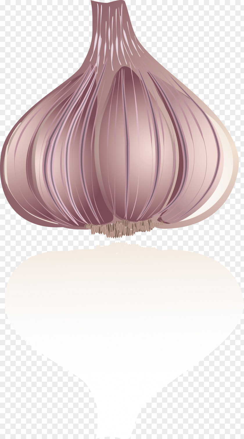 Vector Garlic Purple Drawing PNG