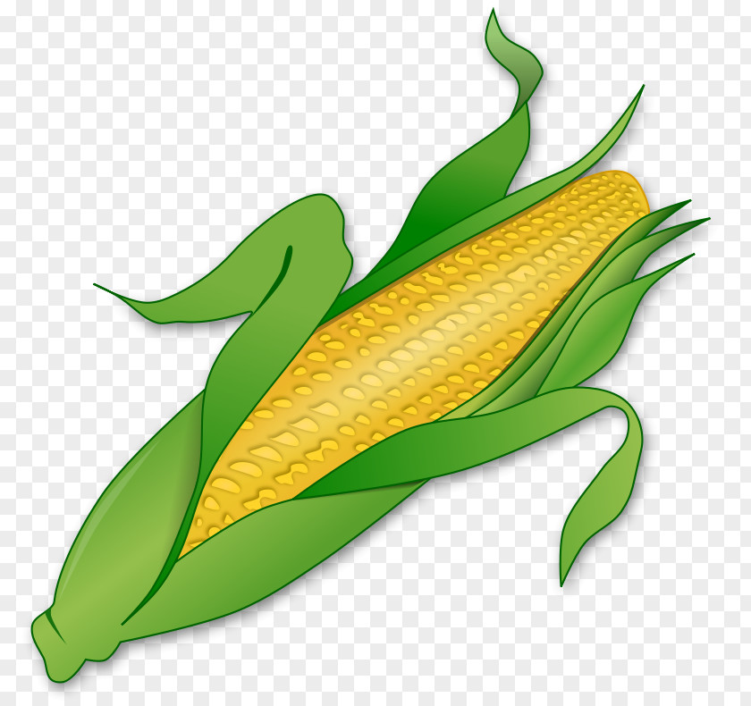 Vegtable Pictures Corn On The Cob Maize Sweet Clip Art PNG