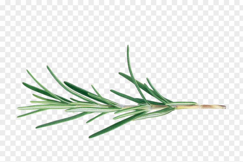 Biological Rosemary Grass BBC Gardeners' World Cut Flowers Herb Officinalis PNG