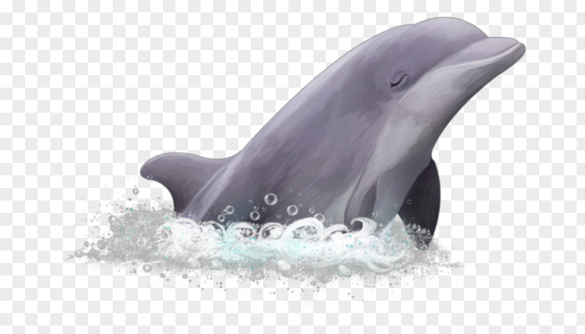 Dolphin Common Bottlenose Short-beaked Wholphin White-beaked Rough-toothed PNG