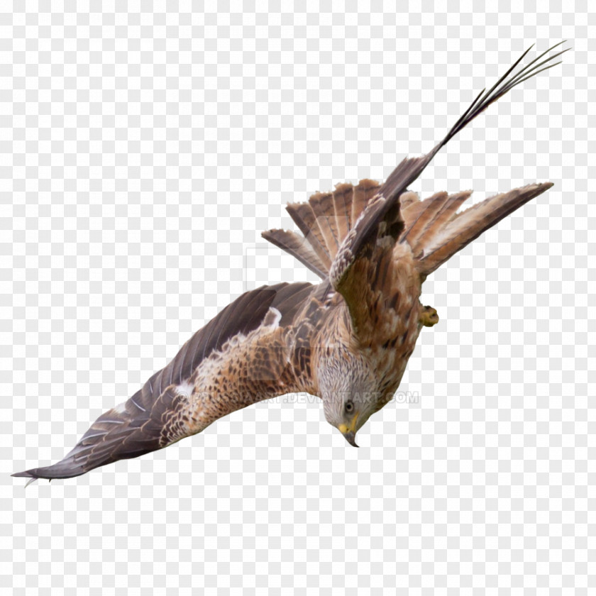 Falcon Bird Of Prey Buzzard Flight PNG