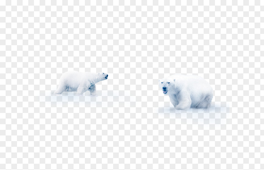 Snow Polar Bear Flooring Mammal PNG