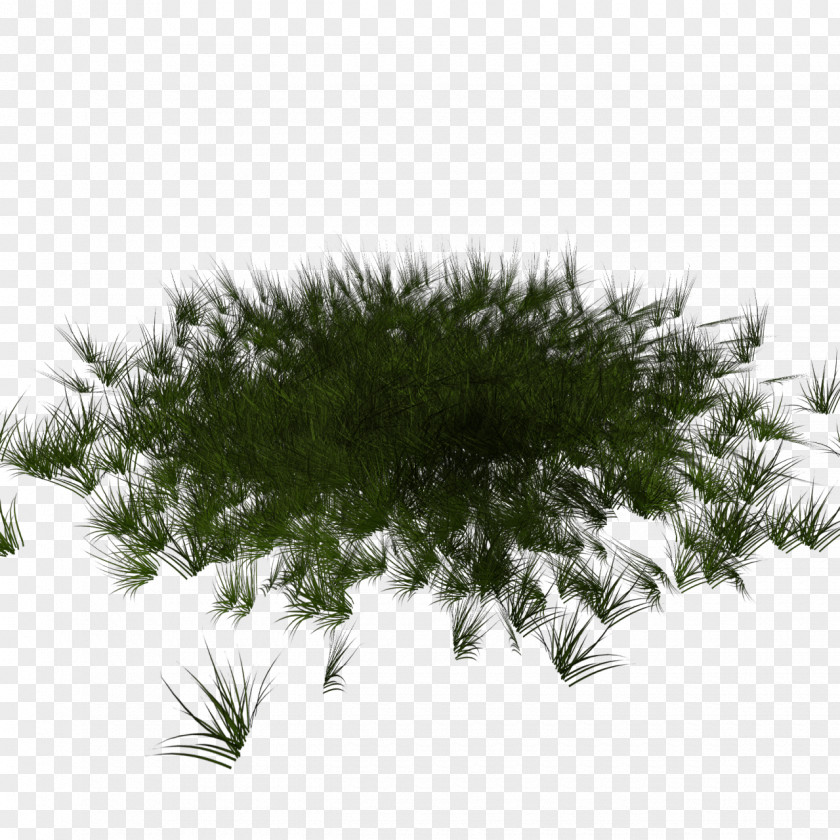 Grass Stadium Fir Spruce Pine Conifers Lawn PNG