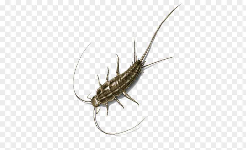 Insect Silverfish Pest Control House Centipede PNG