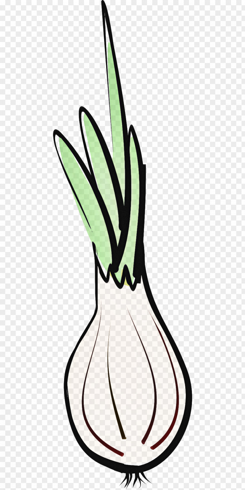 Squash Onion Flower Line Art Plant Stem Leaf PNG