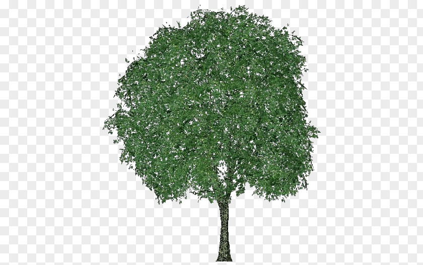 Tree Tilia Cordata Quercus Mongolica Branch Dentata PNG