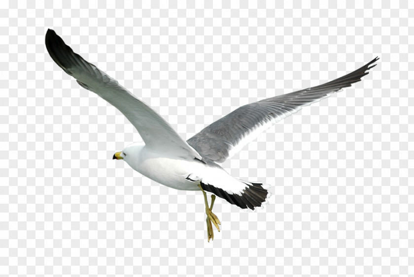 Avenue Bird Ivory Gulls Clip Art PNG