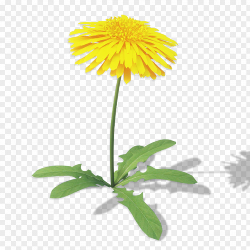 Chrysanthemum Oxeye Daisy Roman Chamomile Safflower Family PNG