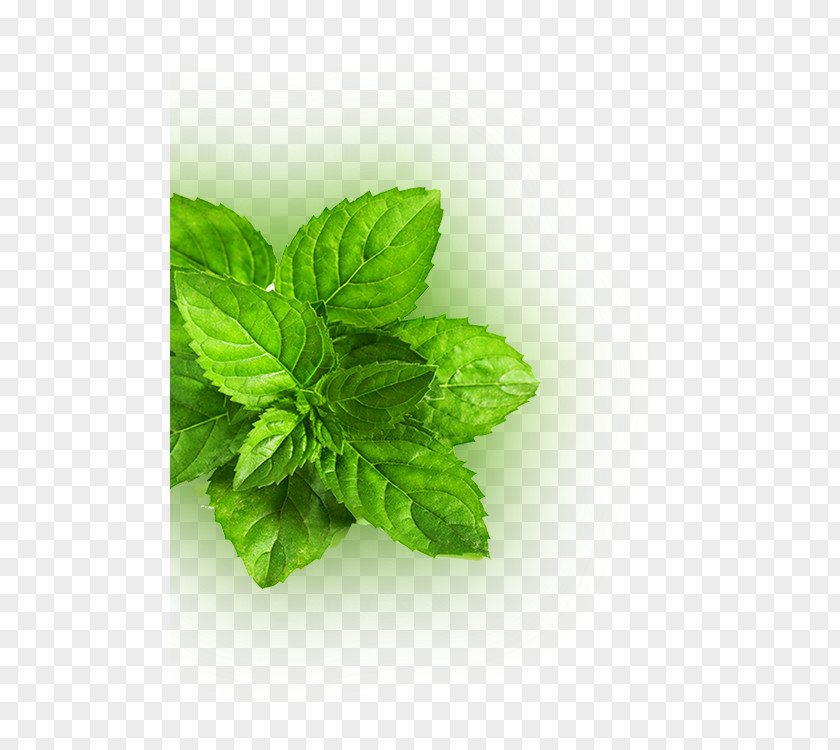 Fresh Mint Leaves Peppermint Mentha Spicata Leaf Green Herb PNG