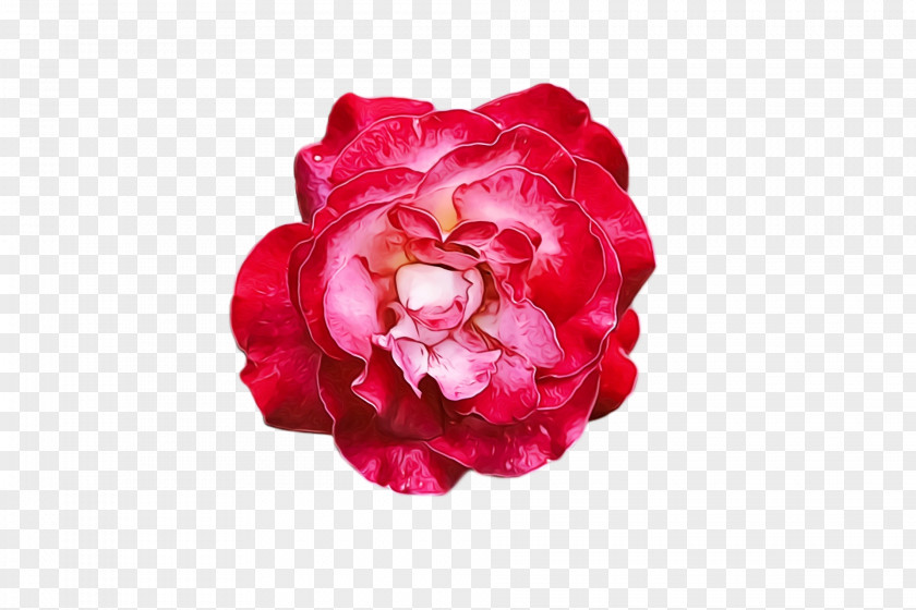 Garden Roses PNG