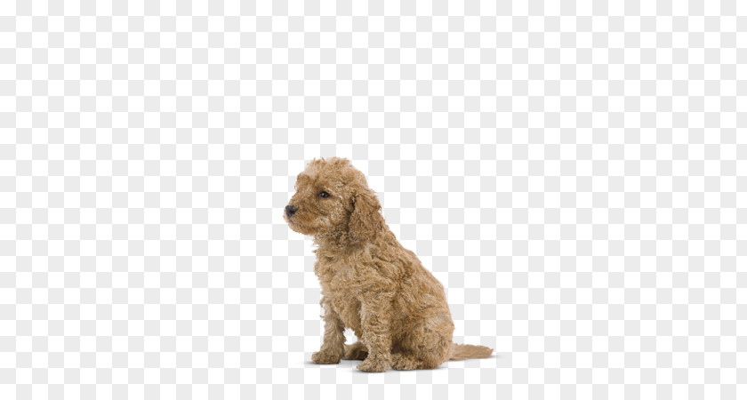 Giant Poodle French Bulldog Puppy Cat Royal Canin PNG