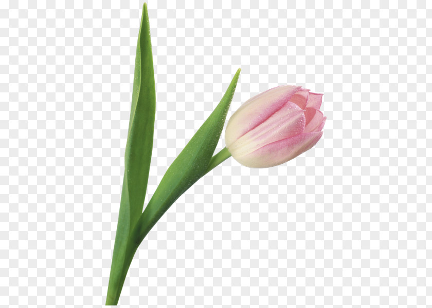 Tulip Flower Clip Art PNG