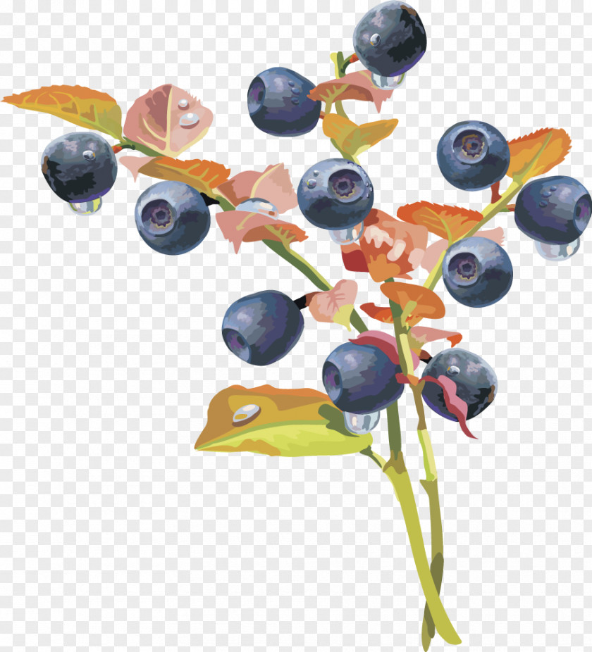 Vector Lantern Fruit Blueberry Fruit,blueberry Auglis PNG