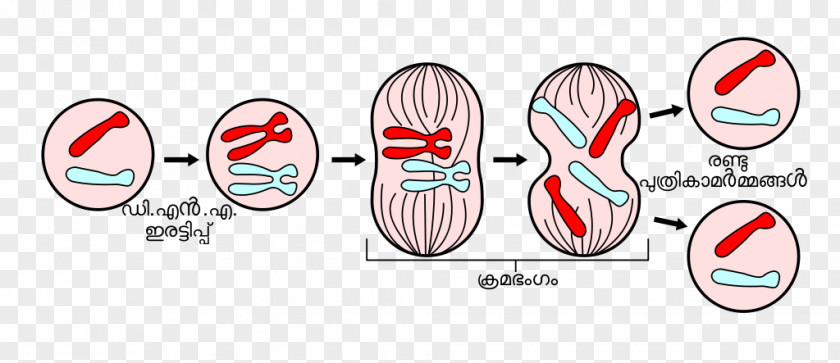 Mitosis And Meiosis Cell Division PNG