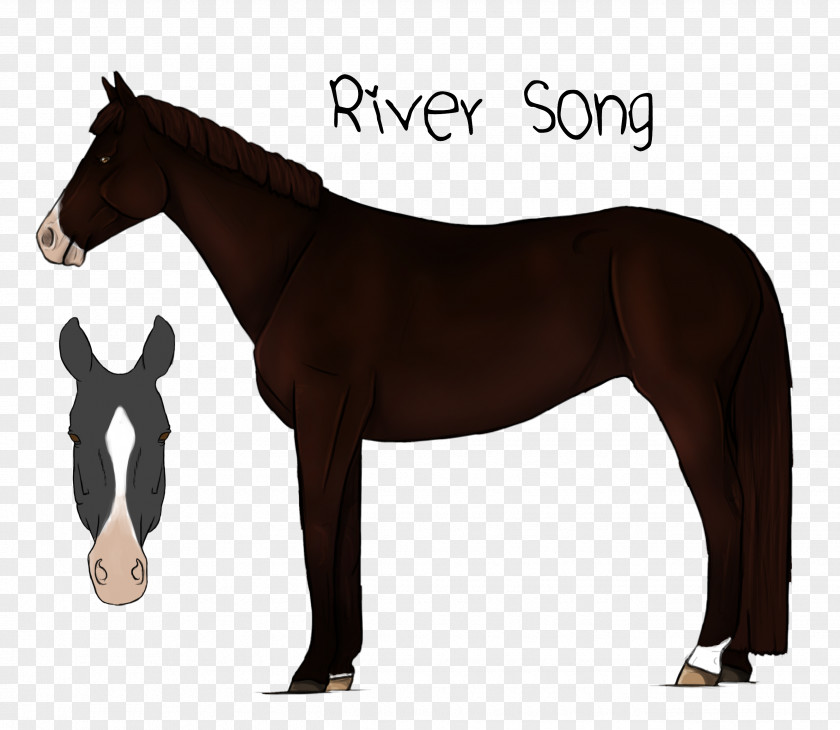 River Song Mustang Stallion Mare Rein Pack Animal PNG
