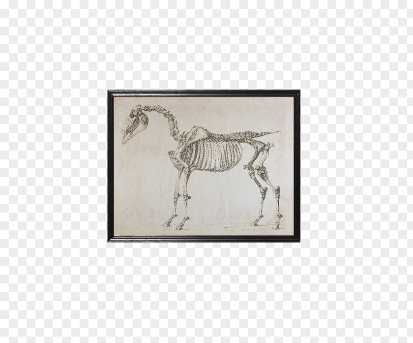 Skeleton Skeletal System Of The Horse Lion, Witch And Wardrobe Animal PNG