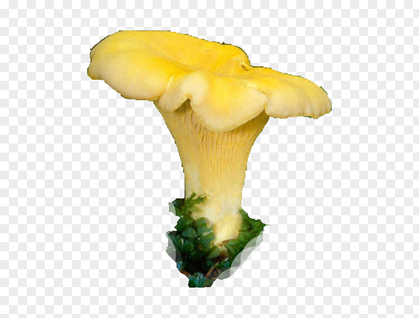 Cantharellus Cibarius Oyster Mushroom Chanterelle Food Grevena PNG