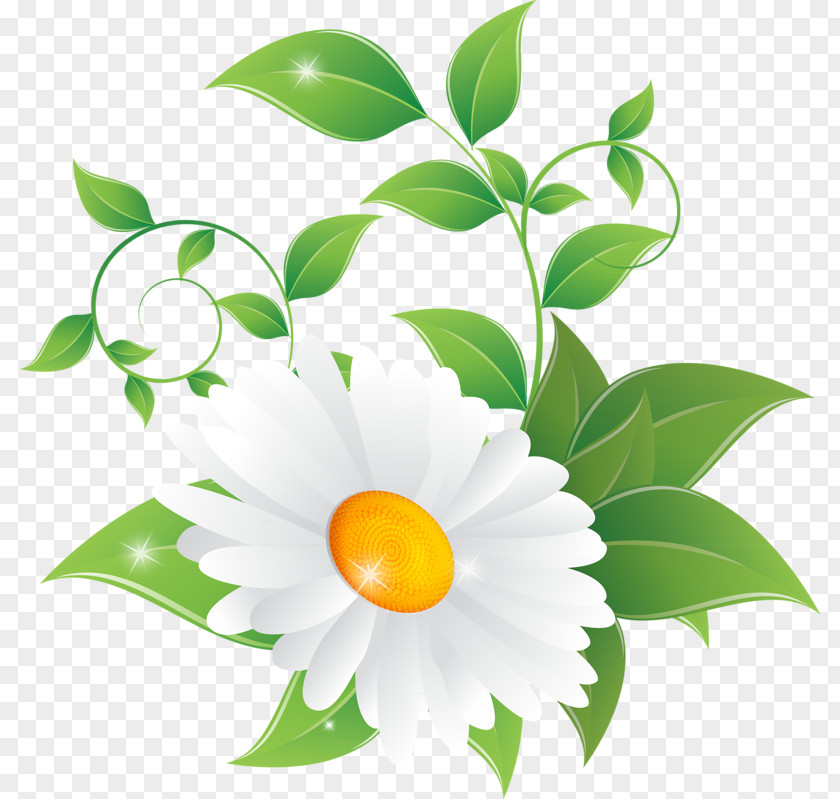 Chamomile Common Daisy Flower Clip Art PNG