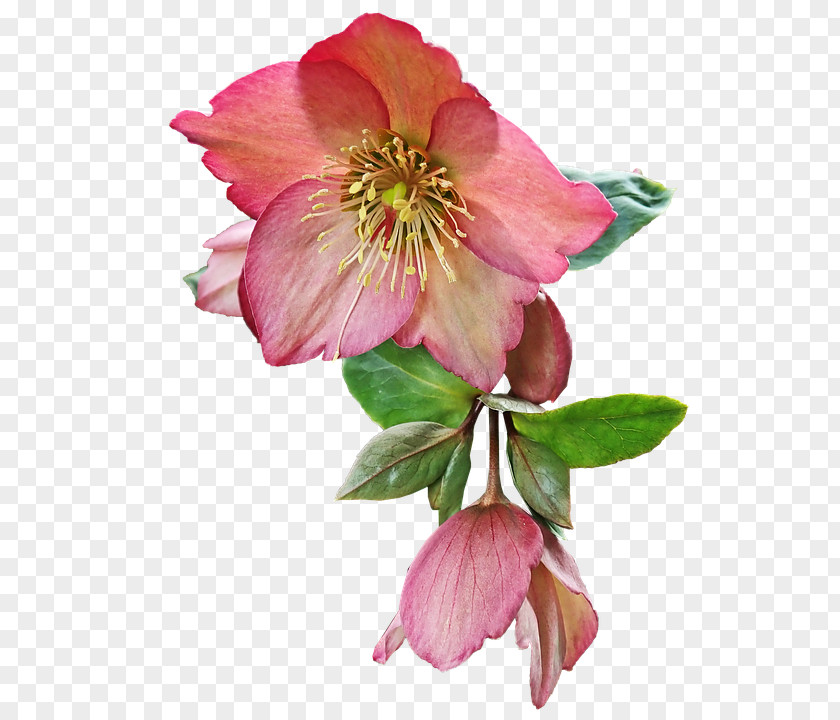 Hellebore Peruvian Lily Flower Petal Plant Pink Prickly Rose PNG