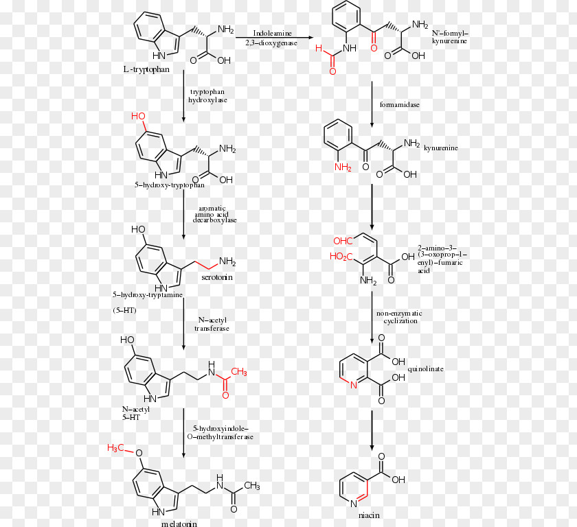 Serotonin Tryptophan Hydroxylase Melatonin Amino Acid PNG