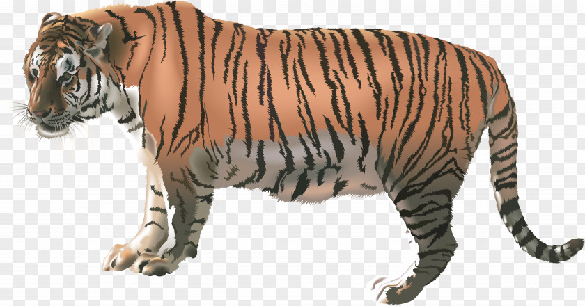 Tiger Felidae Bengal PNG