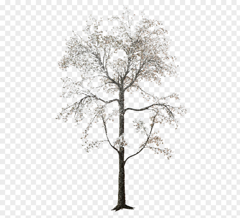 Tree Forest Clip Art PNG