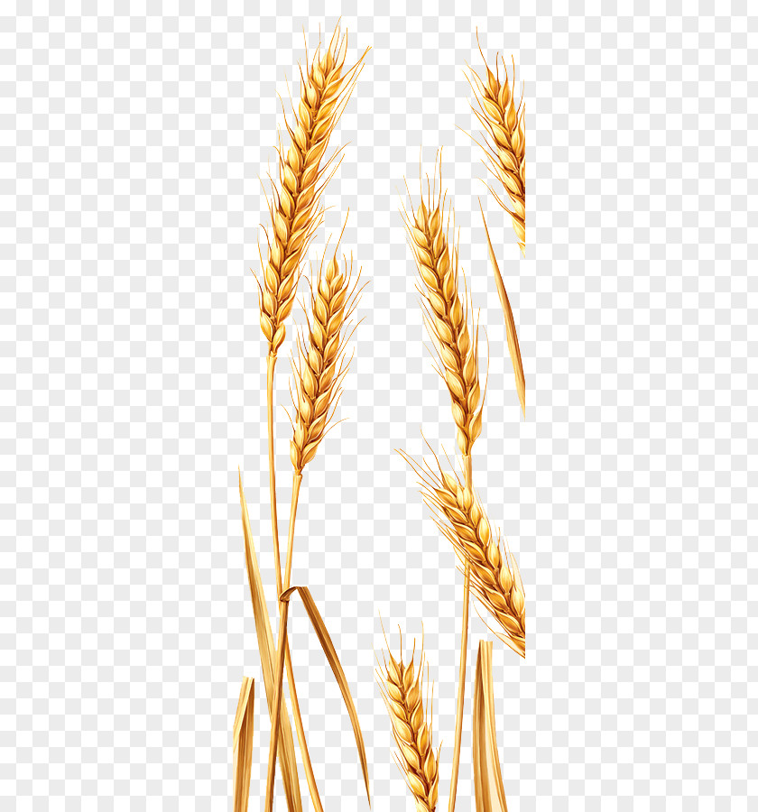 Wheat Emmer Durum Spelt Rye PNG