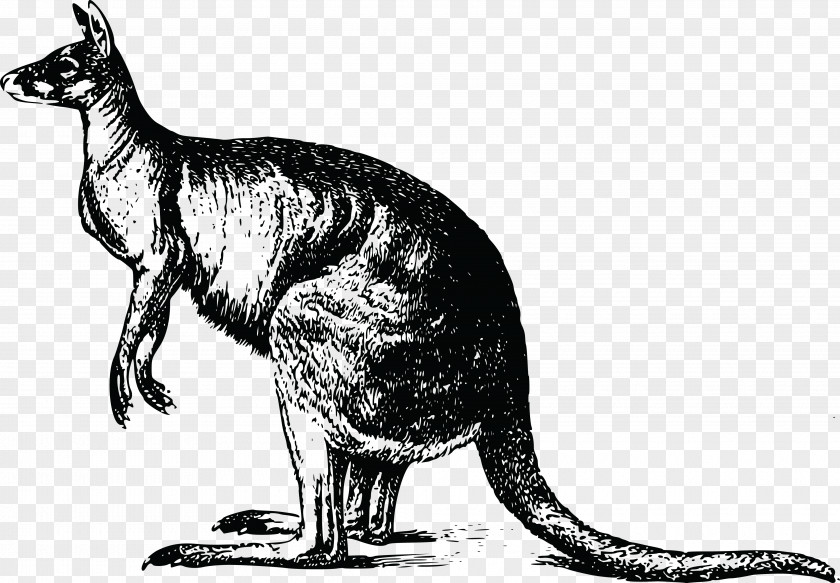 Cartoon Kangaroo T-shirt Drawing Marsupial Koala PNG