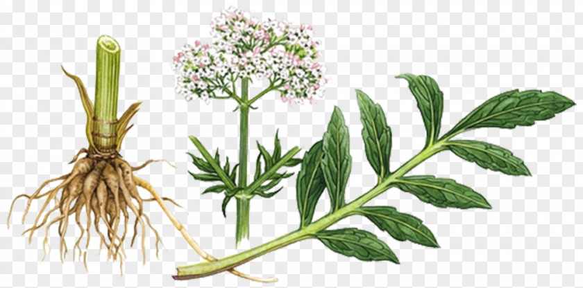 Plant Roots Valerian Herbalism Sleep Tincture PNG