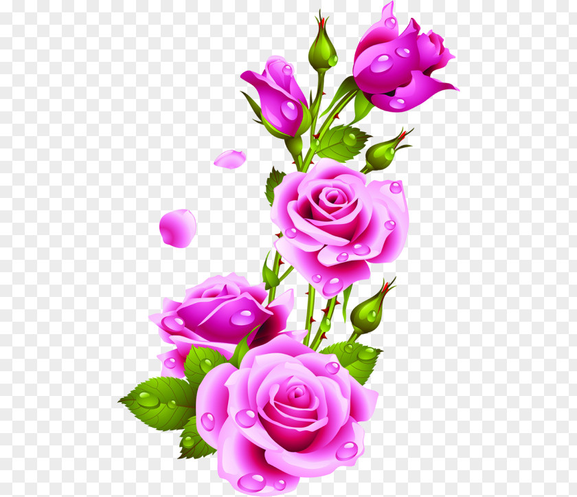 Rose Flower Painting Picture Frames PNG