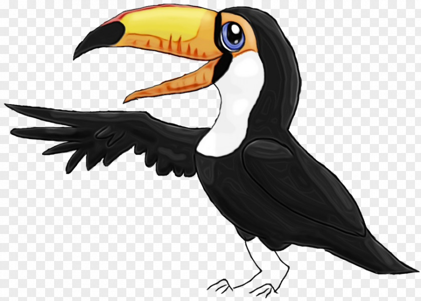 Toucans Hornbill Piciformes Beak Science PNG