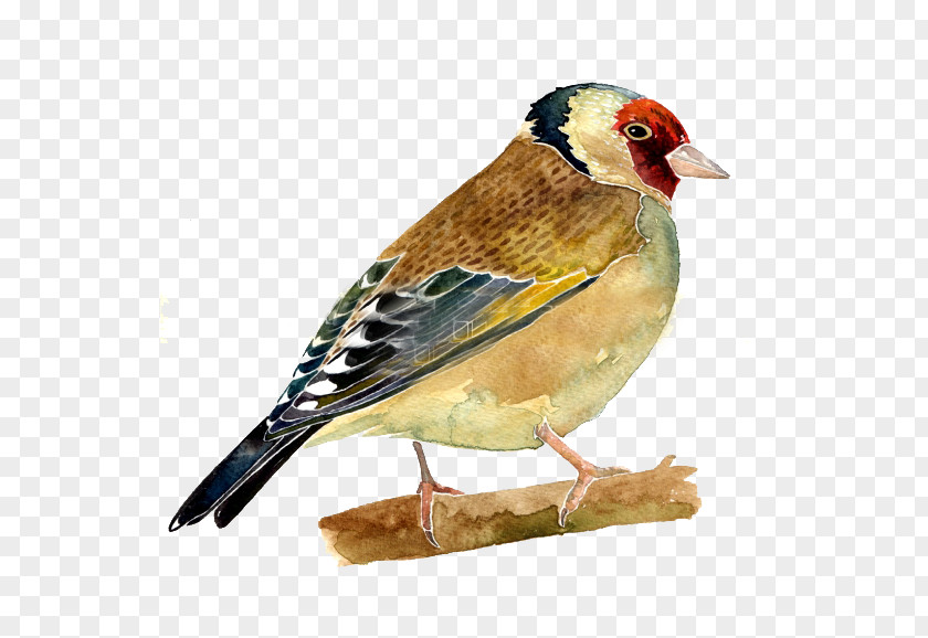 Bird PNG