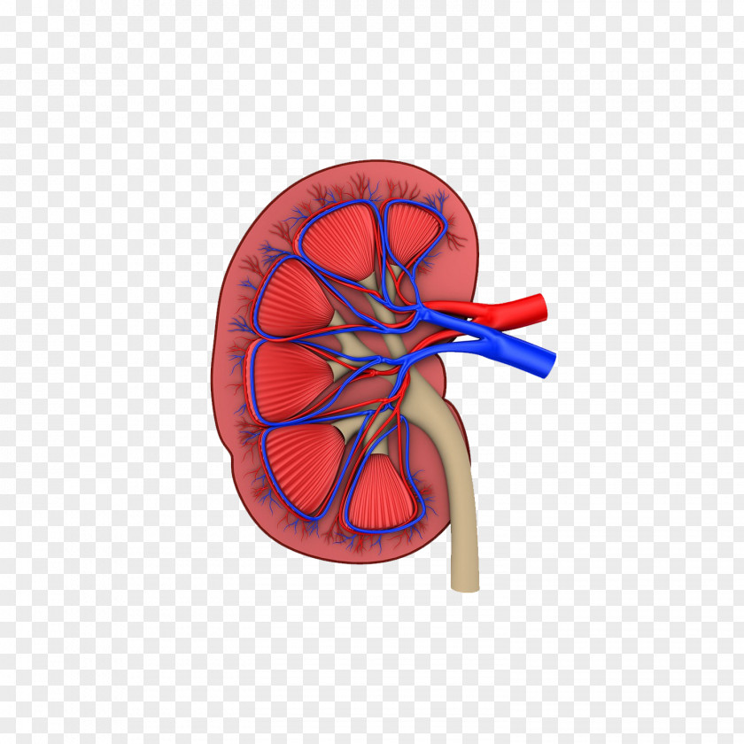 Chronic Kidney Disease-mineral And Bone Disorder Failure PNG kidney disease-mineral and bone disorder failure, Organ cut model clipart PNG