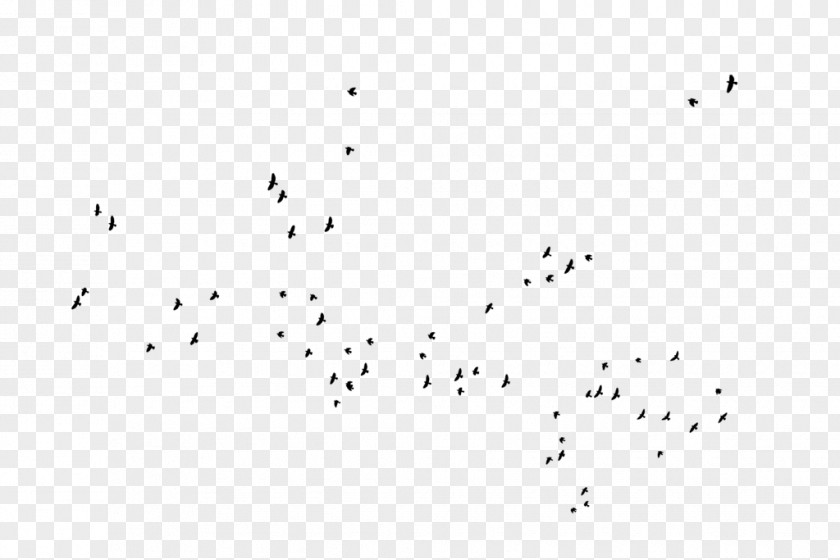 Flock Bird Migration Animal Stock PNG