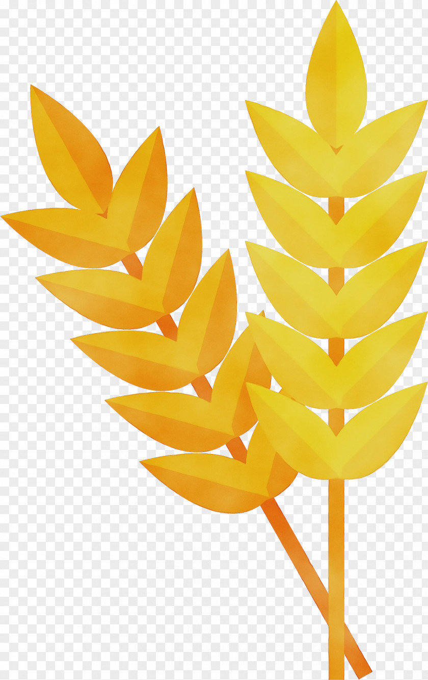 Leaf Yellow Biology Science Plant Structure PNG