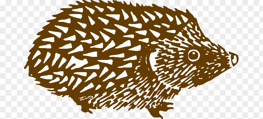 North African Hedgehog Domesticated Four-toed British Preservation Society European PNG