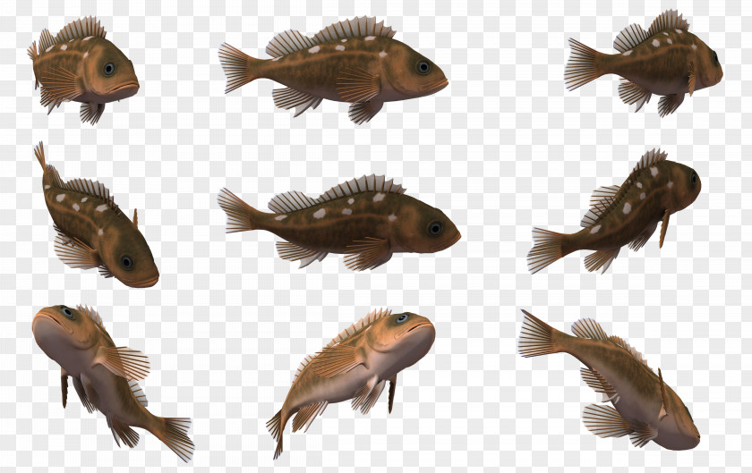 3d Cartoon Fish Animal Clip Art PNG