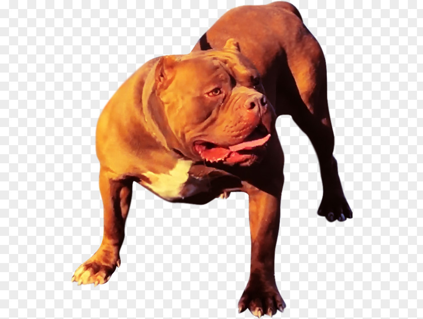 Bull American Pit Terrier Olde English Bulldogge Dog Breed PNG