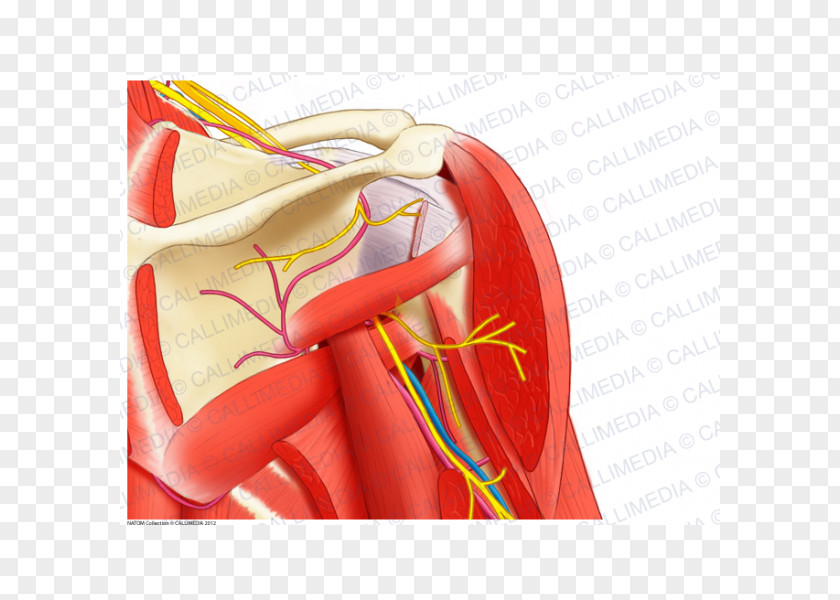 Infraspinatus Shoulder Nerve Human Anatomy Muscle PNG