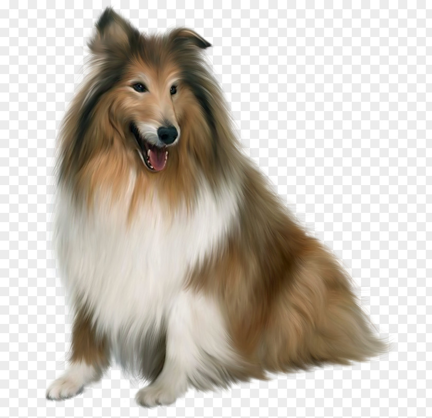 Painted Scotch Collie Dog Picture Clipart New Guinea Singing Puppy PNG