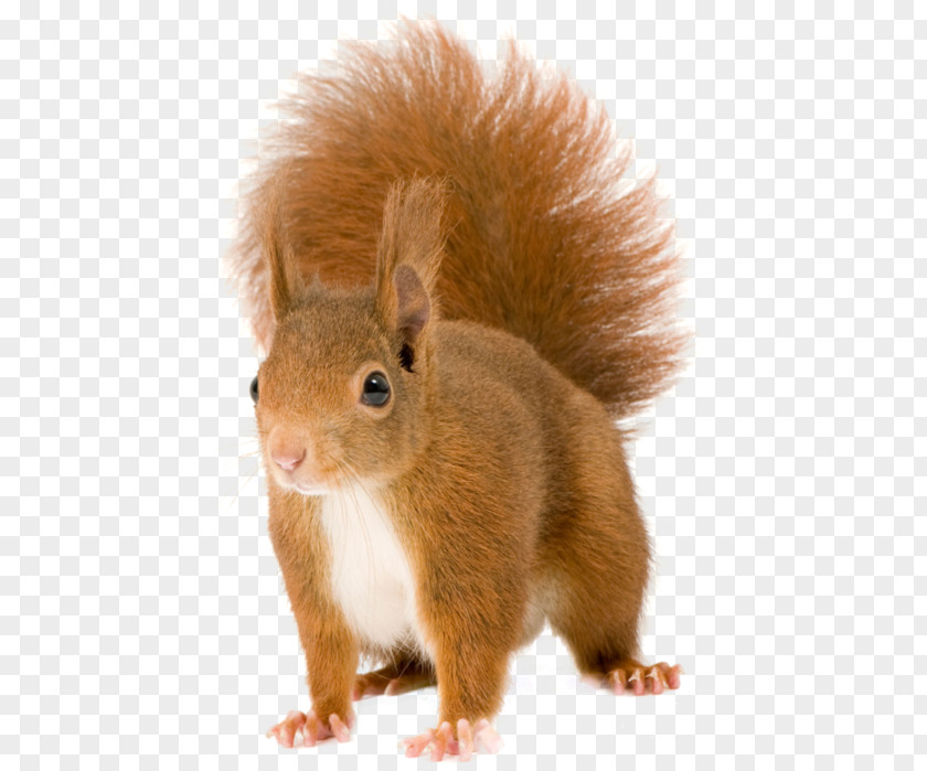 Red Squirrel Tree Squirrels Clip Art PNG